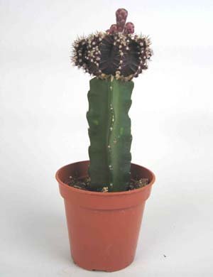 Gymnocalycium_mihanovichii_5